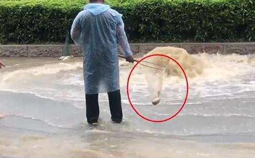 輸送帶廠家：廣州雨后內(nèi)澇嚴重，路人當街捕魚